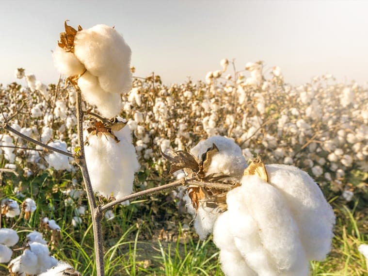 Kitui cotton farmer walks water tightrope to 4x earnings with Bt
