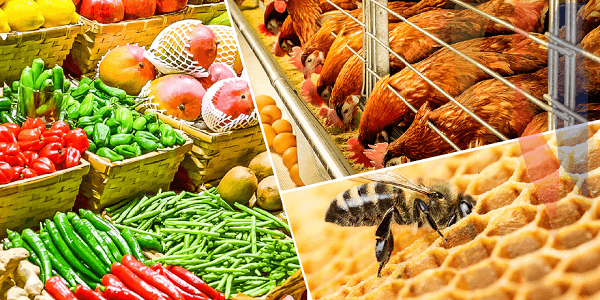 Family Bank, USAID Sh500M project to finance agribusinesses in 17 counties over 1 year