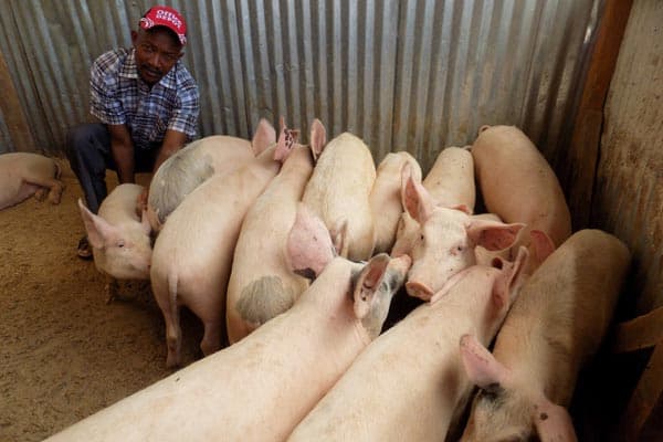 Pig rearing transforms livelihood for Tinderet farmer