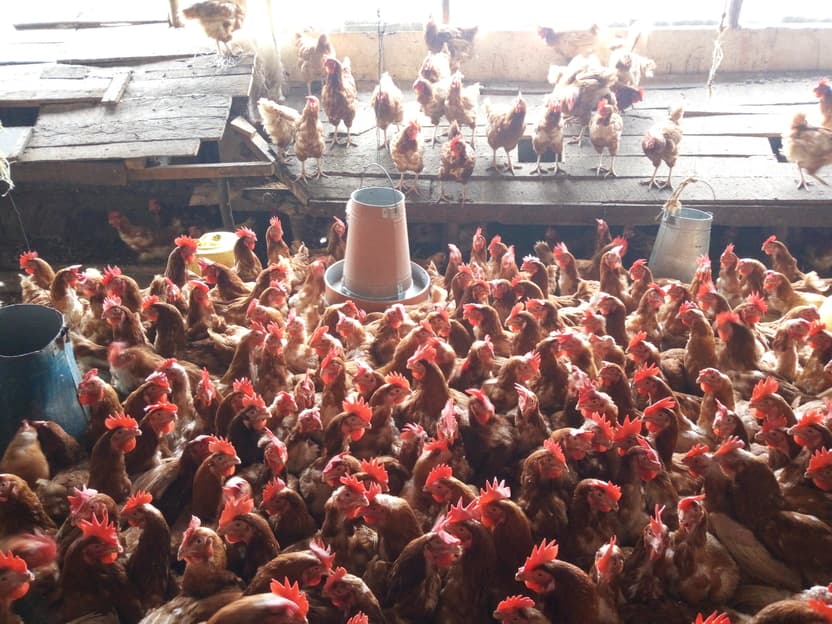 Hotelier’s poultry side hustle rakes Sh44,100 in a week, supplementing her income
