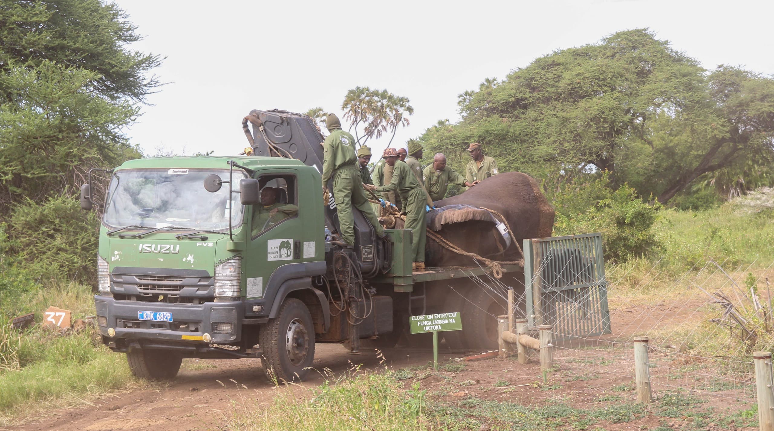 KWS relocates two elephants from Makueni after fatal attacks