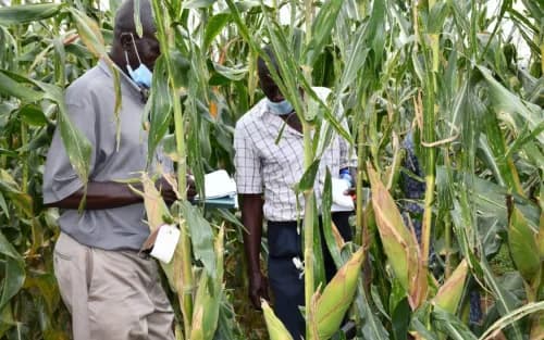 11MT of GMO maize to be planted on 500,000 acres early next year
