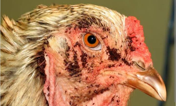 Livestock officer ends deadly poultry flea outbreaks with grease and powder
