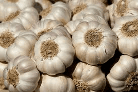 Garlic farmers earn six times more than regular onion farmers