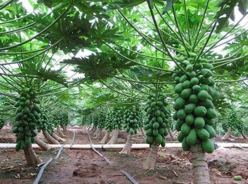 South Sudanese high yielding and fast maturing pawpaw variety seeds available in Kenya