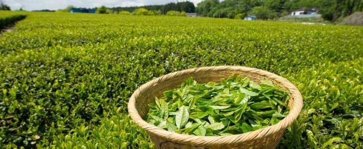 New framework to enhance the tea sector, to benefit farmers