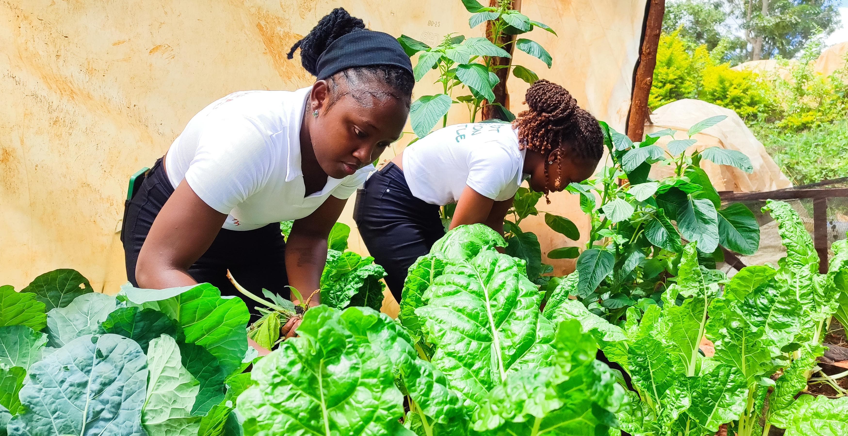 Young Murang’a women opt for economic independence through farming