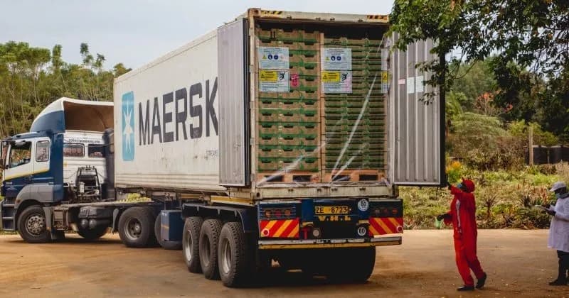 Kenya’s avocado exports drive demand for refrigerated logistics