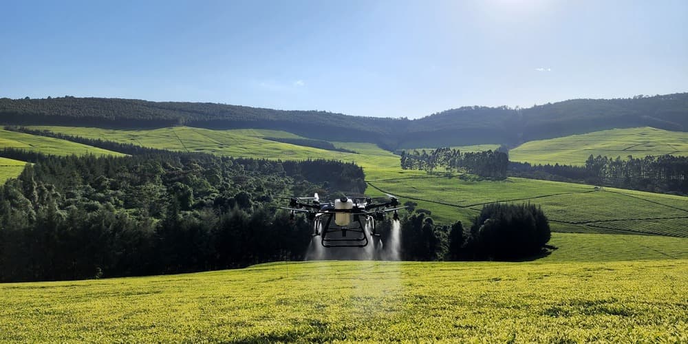 Tea estate to halve spraying costs with drone technology