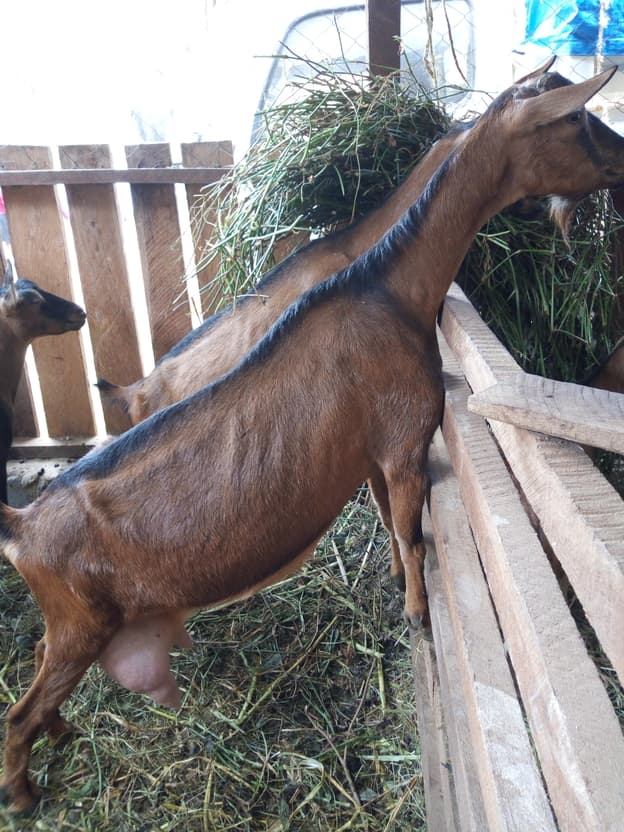 Rearing five dairy goats is 45 per cent more profitable than a dairy cow