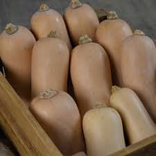 Atlas F1 butternut variety earns Homa Bay farmer Sh92,100 a season