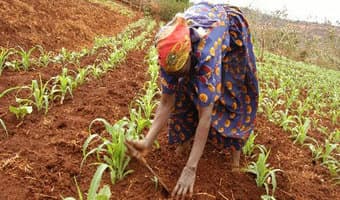 Project bets on organized farm to folk model to grow household incomes