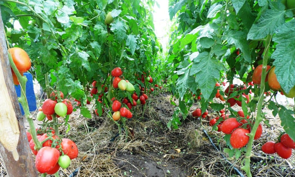 New tomato variety resists leaf curl virus and wilting