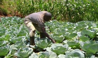 Pesticide that doubles fruits, vegetables and grain yields