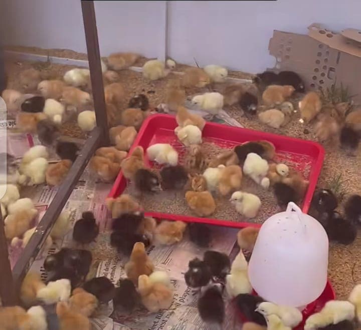 Kenchic runs free monthly training for smallholders to curb poultry deaths