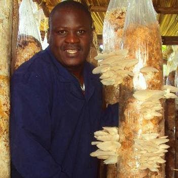 Small-scale farmers who are making over Sh0.5m a year from mushroom farming
