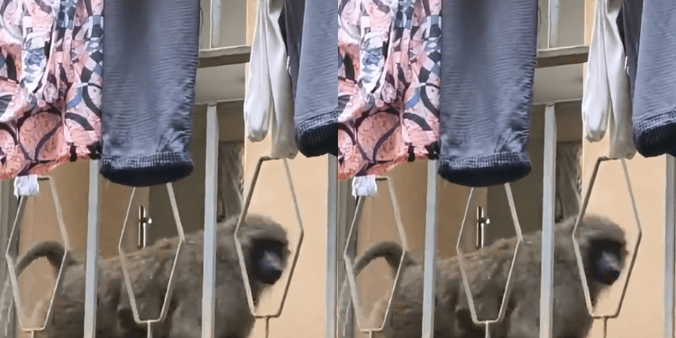 Safety Fears Rise as Baboons Take Over Parts of Multimedia University Campus
