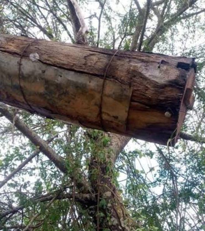 Farmer lifts log hive earnings 7x by changing honey harvesting