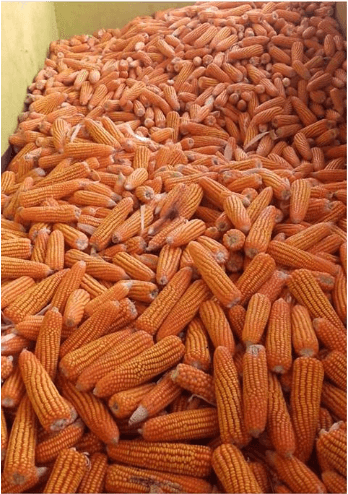 Silage maker buying yellow maize from all farmers