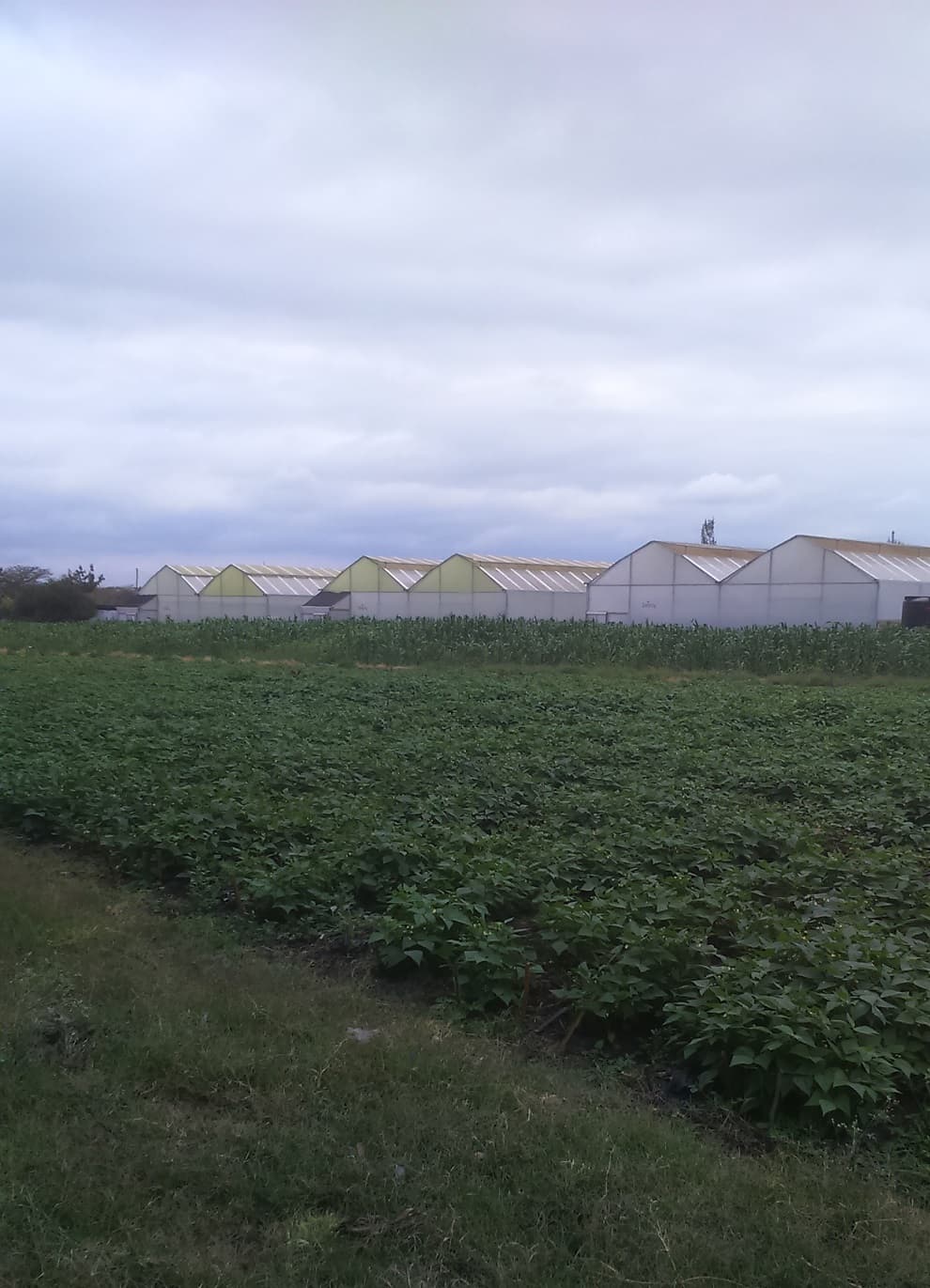 Kiserian farm offers pay as you learn training to young agriculturalists