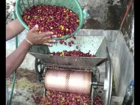 Small, mid-sized coffee farmers raise incomes 35% through pulping
