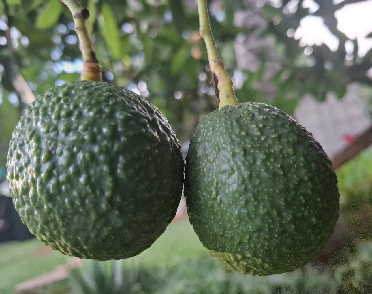 Opening season for avocado harvesting to commence next month