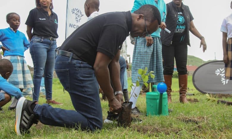 World Environment Day: NCBA plants 3,000 mangrove trees in Kwale