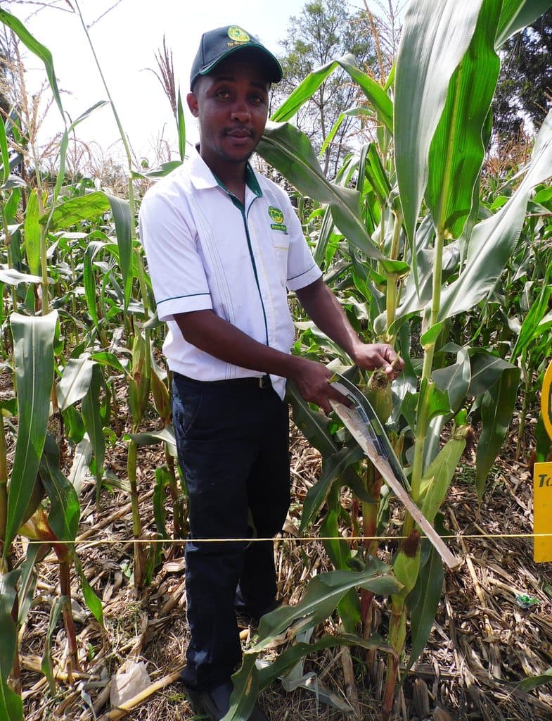 Drought tolerant maize variety matures in three months ready for fresh green market