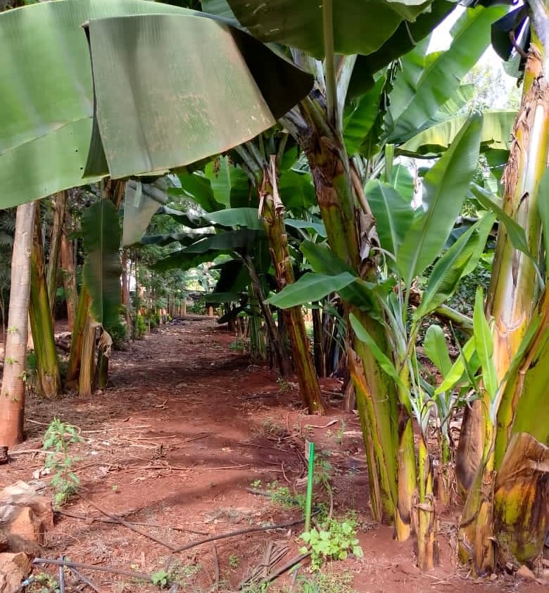 Farmers chase new market strategies in plantain glut