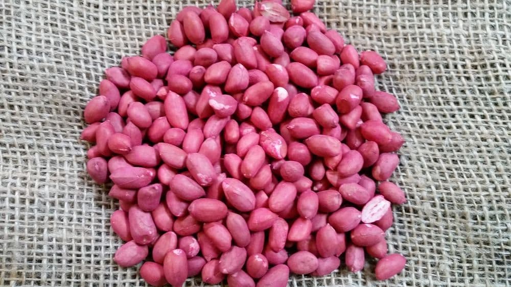 FarmBiz TV:Red Valencia groundnut variety doubles yields compared to ancient varieties