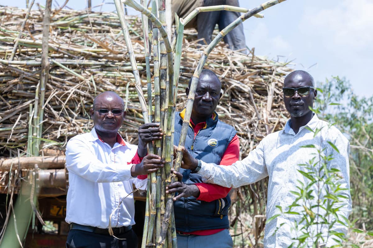 Siaya Fisherman Builds a 480-Acre Sugarcane Empire