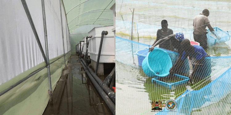 Nyanza Farmers Find New Opportunities in Rice, Fish and Irrigation Farming