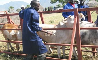 Scientists step up war on East Coast Fever with superior vaccine