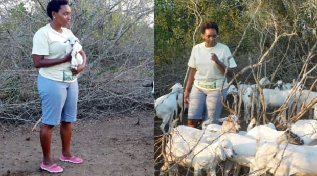 Furaha Wanjiru: Kilifi farmer earning from over 400 rare Galla Goats