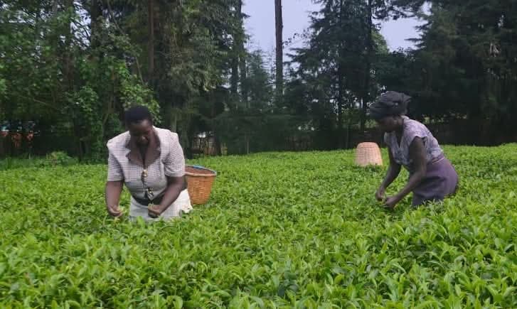 Tea farmers await September bonus, amid hopes of better returns