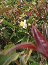 Njeru Industries shakes up tea buying with fast payments