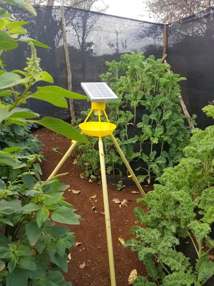 Solar insect light trap organically reduces pests by 80%