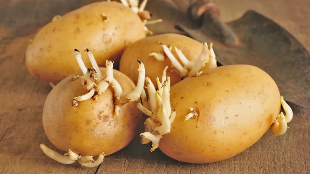 From tubers to seed: The right way to prepare potato planting materials