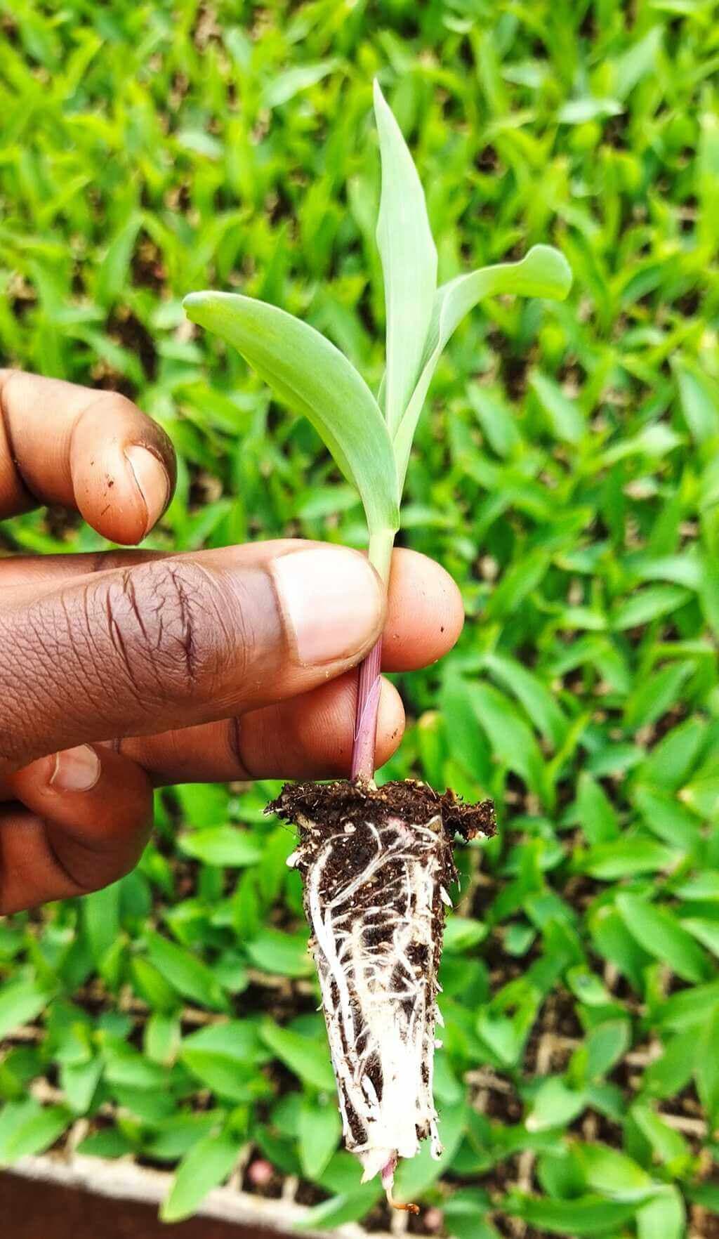 Green maize farmers double profits through transplanting