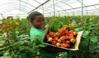 Kenyan flower industry warms up to measuring carbon footprint