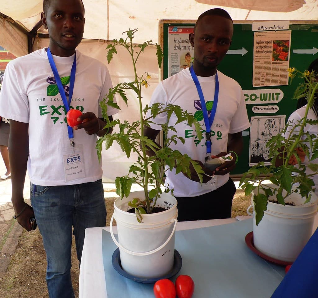 JKUAT students find solution to tomato bacteria wilt