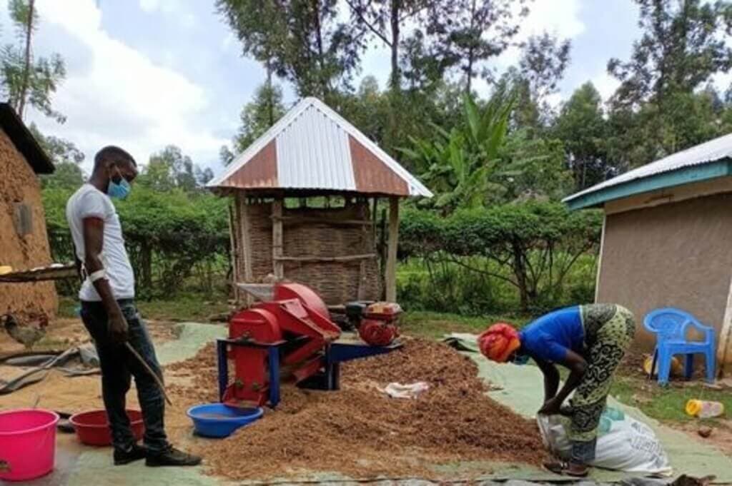 KALRO manufactures multi-grain thresher to increase farmer profits