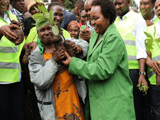 Government promotes avocado and orange fleshed sweet potato farming in Kirinyaga