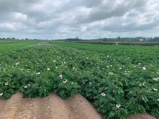 Potato farming: How farmers can protect yields during flowering