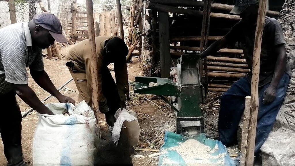 Homemade feed rescues sinking chicken farmer, opens profitability door