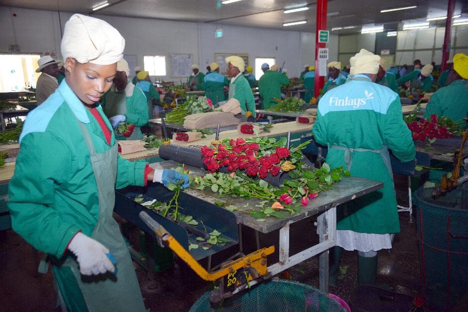 2,000 workers staring at job losses as international company closes two flower farms