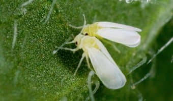 ‘Superfly’ threatens future of millions relying on cassava