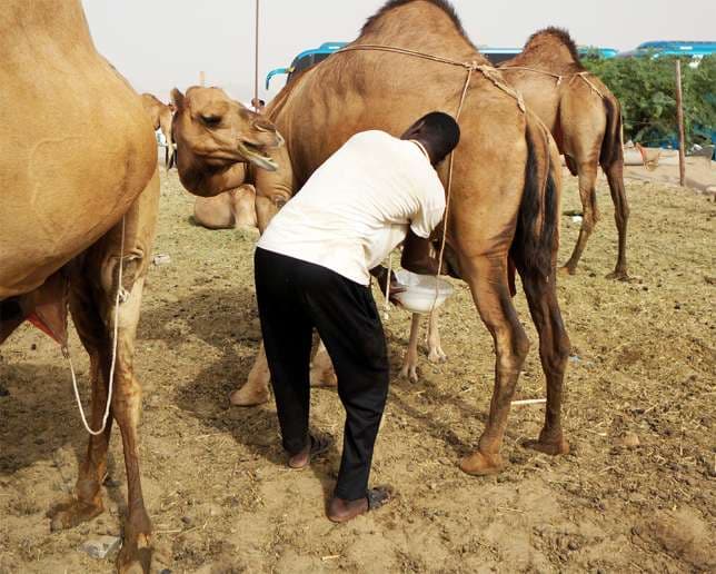 Lawyer banks on nutritious value of camel milk, builds processing factory at Nanyuki