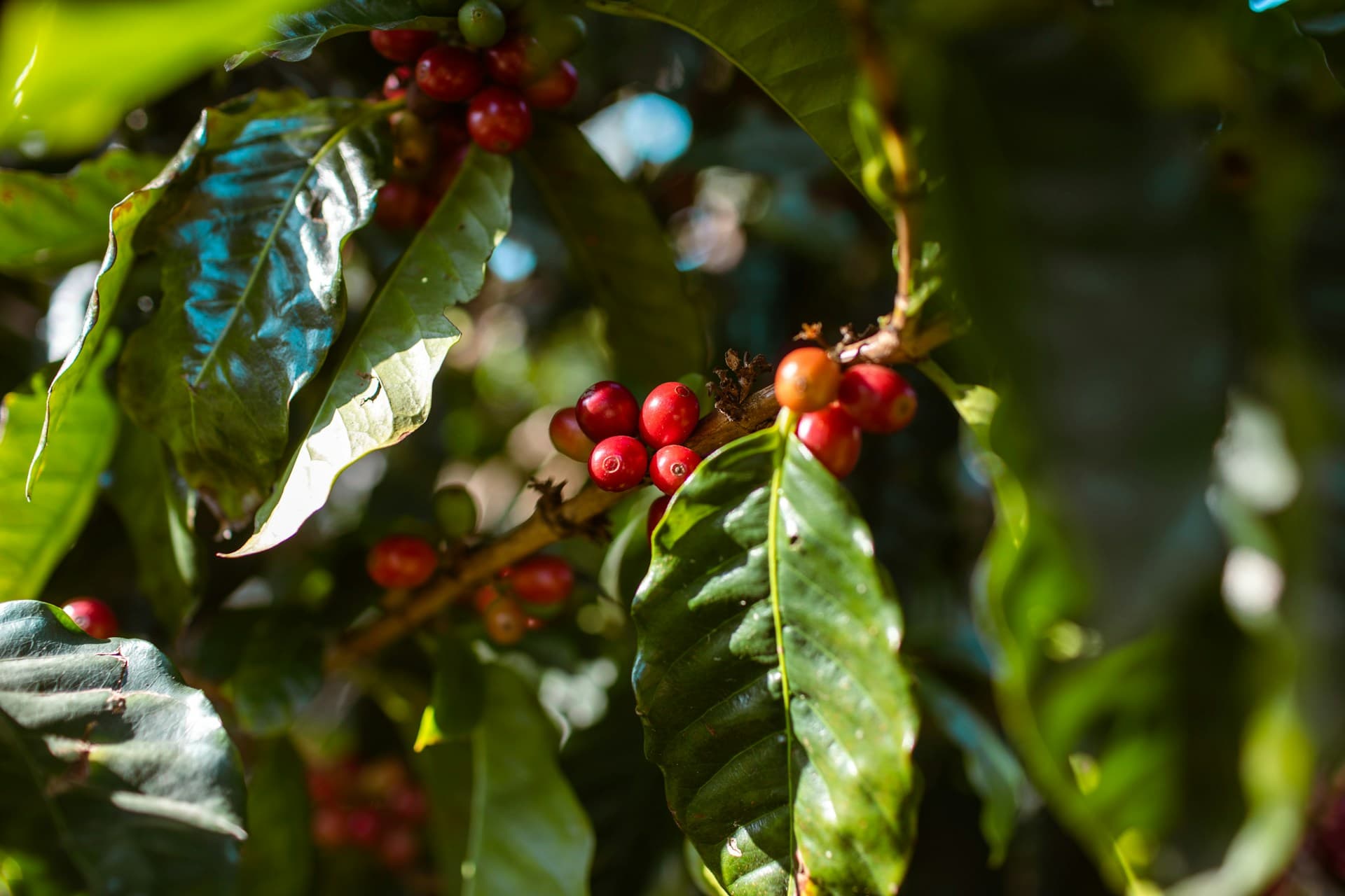 Kenya to launch Global online coffee auction to boost farmer earnings