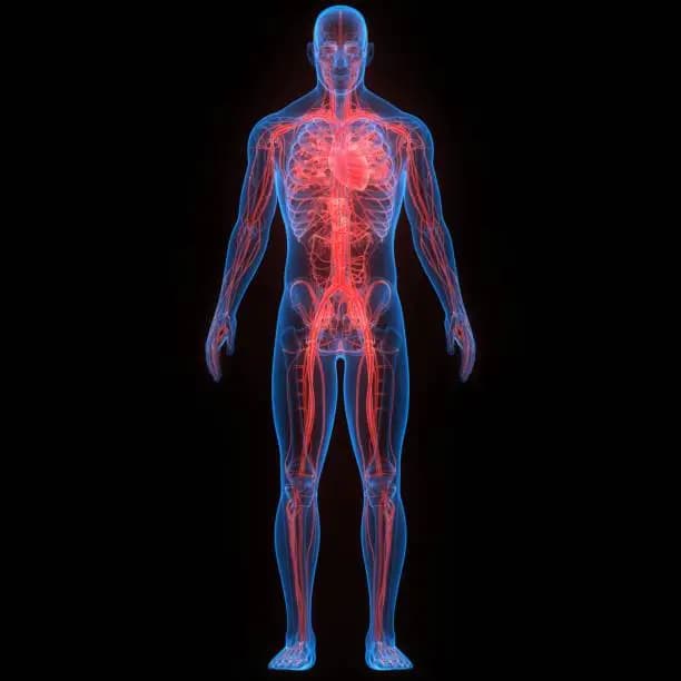 How to Improve Blood Circulation